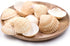 beige deep scallop seashells